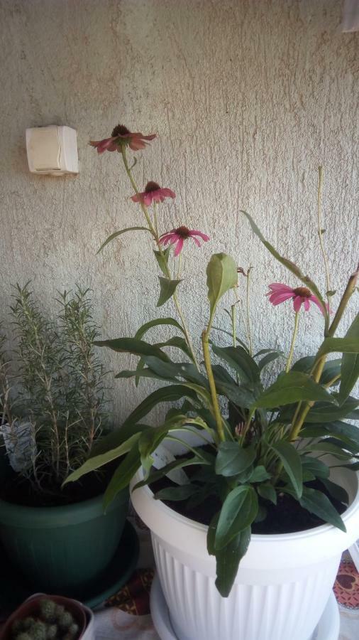 Apartment Butterfly Split - For Rest And Relaxation Exterior foto